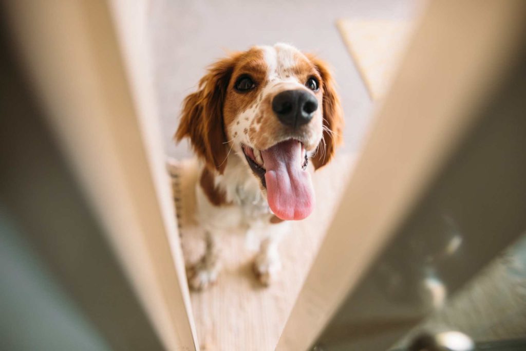 Hond blaffen afleren bij deurbel